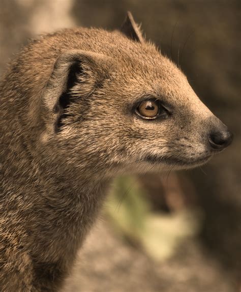 The Ancient Art of Communicating with the Magical Mongoose